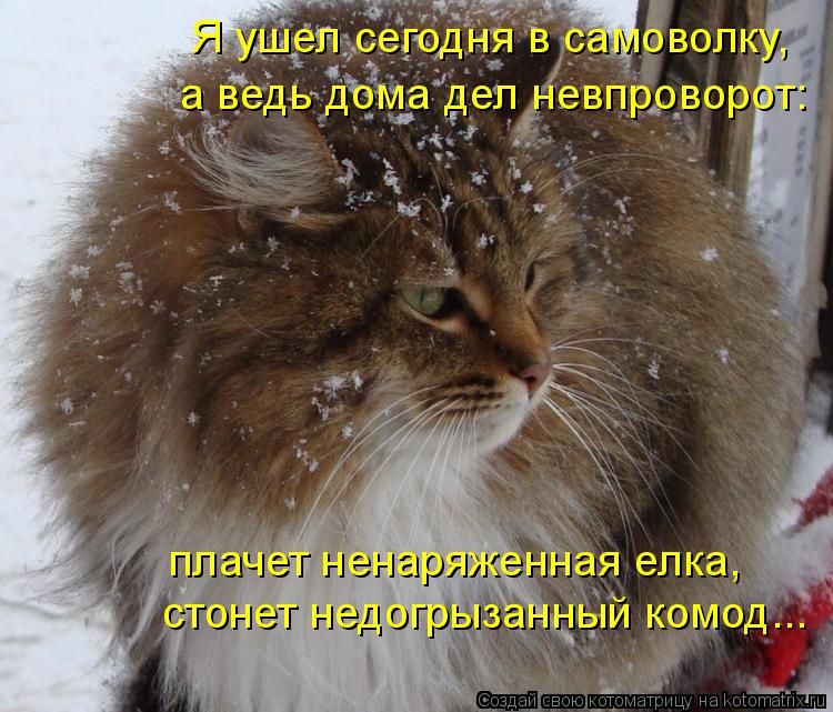 Котоматрица: Я ушел сегодня в самоволку,  а ведь дома дел невпроворот: плачет ненаряженная елка,  стонет недогрызанный комод...