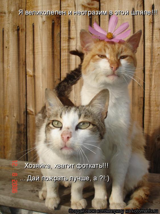 Я великолепен и неотразим в этой шляпе!!! Хозяйка, хватит фоткать!!! ... Дай пожрать лучше, а ?!:)... Котоматрица: Я великолепен и неотразим в этой шляпе!!! Хозяйка, хватит фоткать!!! ... Дай пожрать лучше, а ?!:)