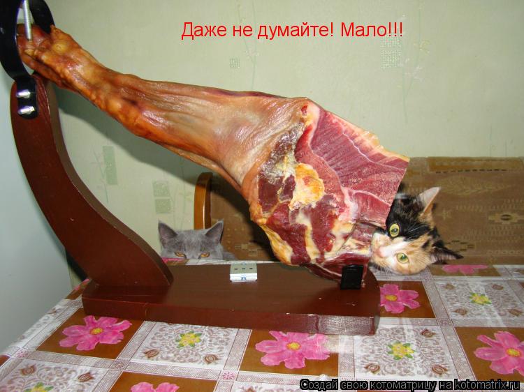 Даже не думайте! Мало!!!... Котоматрица: Даже не думайте! Мало!!!