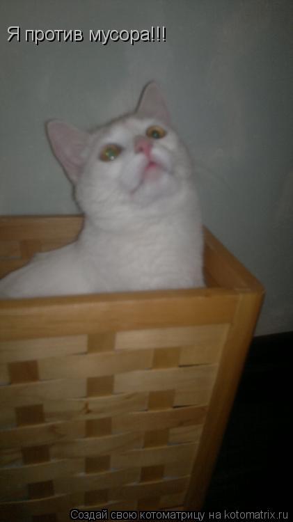 Я против мусора!!!... Котоматрица: Я против мусора!!!
