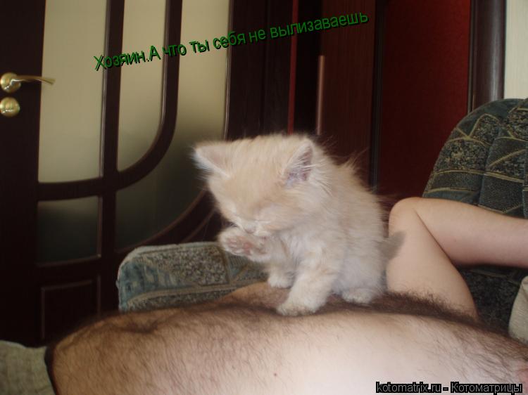 Хозяин.А что ты себя не вылизаваешь... Котоматрица: Хозяин.А что ты себя не вылизаваешь