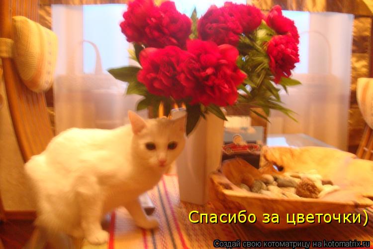 Спасибо за цветочки)... Котоматрица: Спасибо за цветочки)