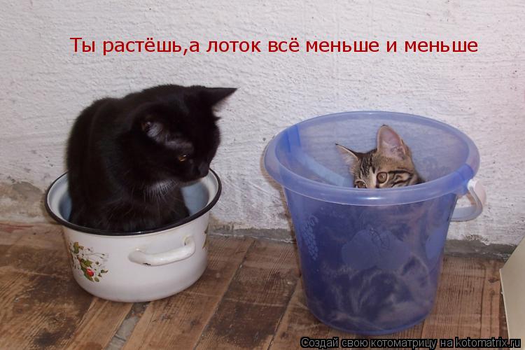 Котоматрица: Ты растёшь,а лоток всё меньше и меньше