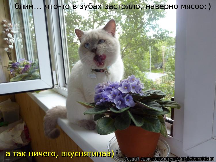 Котоматрица: блин... что-то в зубах застряло, наверно мясоо:) а так ничего, вкуснятинаа)