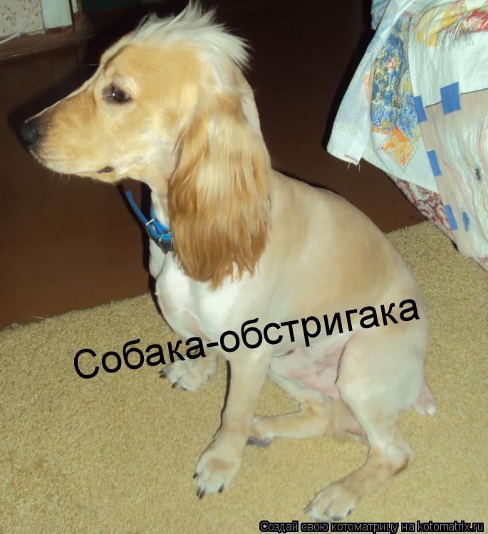 Котоматрица: Собака-обстригака