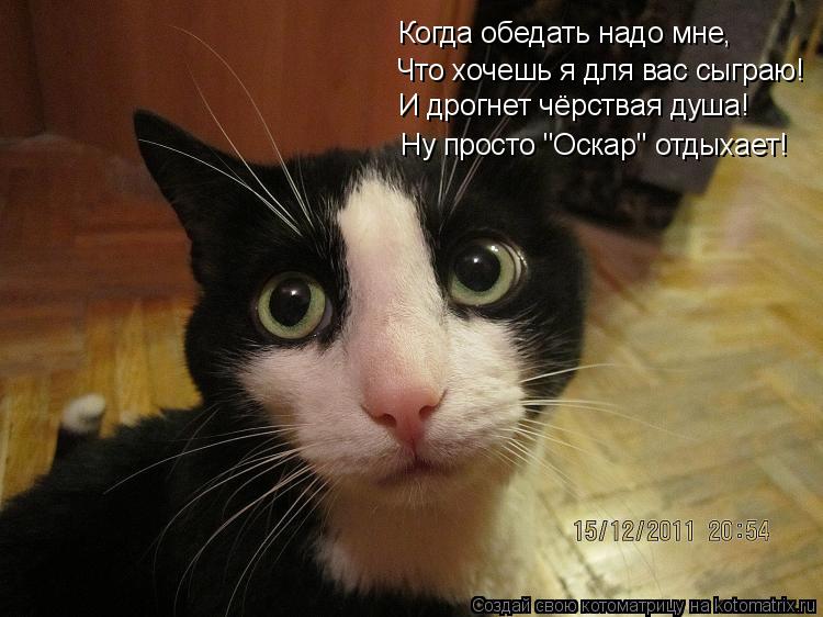 Котоматрица: И дрогнет чёрствая душа! Ну просто "Оскар" отдыхает! Когда обедать надо мне, Что хочешь я для вас сыграю!