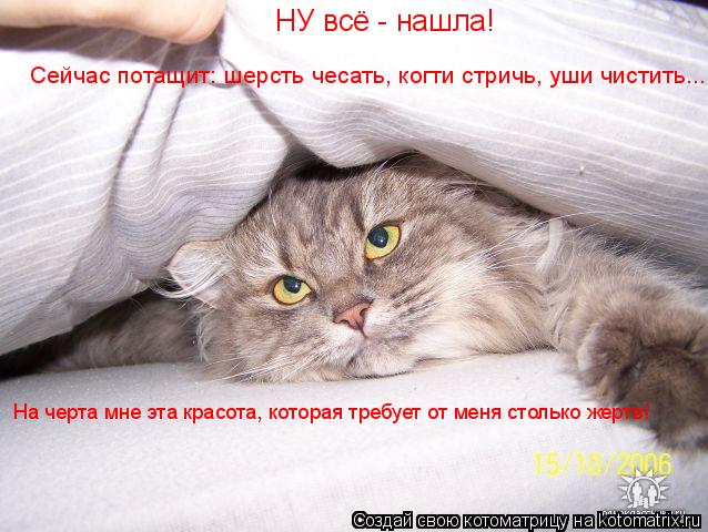 Котоматрица: НУ всё - нашла! На черта мне эта красота, которая требует от меня столько жертв! Сейчас потащит: шерсть чесать, когти стричь, уши чистить...