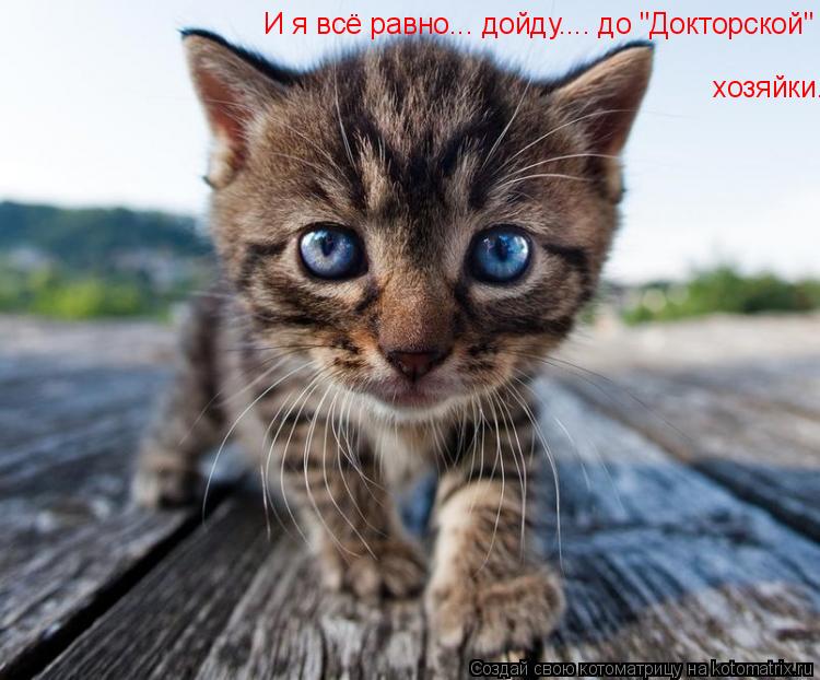 Котоматрица: И я всё равно... дойду.... до "Докторской" хозяйки...