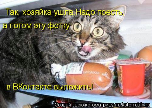 Котоматрица: Так, хозяйка ушла, Надо поесть,  а потом эту фотку в ВКонтакте выложить!
