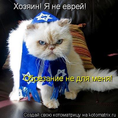 Котоматрица: Хозяин! Я не еврей! Обрезание не для меня!