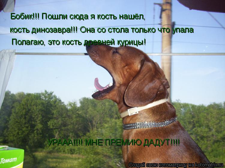 Котоматрица: Бобик!!! Пошли сюда я кость нашёл, кость динозавра!!! Она со стола только что упала Полагаю, это кость древней курицы! УРААА!!!! МНЕ ПРЕМИЮ ДАДУТ