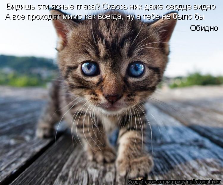 Котоматрица: Видишь эти ясные глаза? Сквозь них даже сердце видно А все проходят мимо как всегда, ну а тебе не было бы Обидно