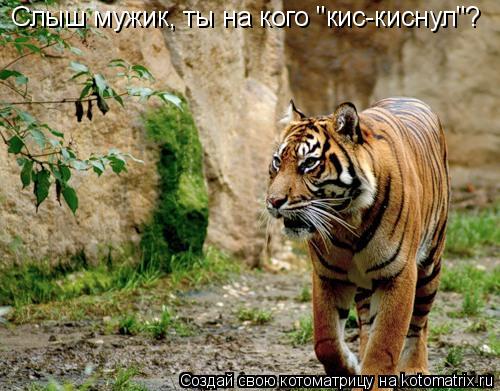 Котоматрица: Слыш мужик, ты на кого "кис-киснул"?