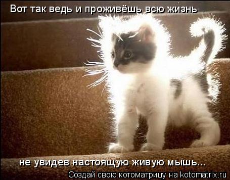 Котоматрица: Вот так ведь и проживёшь всю жизнь не увидев настоящую живую мышь...