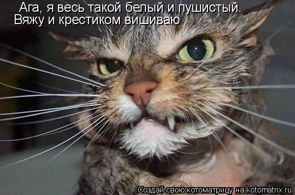 Котоматрица: Ага, я весь такой белый и пушистый. Вяжу и крестиком вишиваю