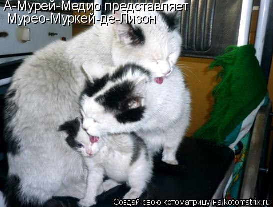 Котоматрица: А-Мурей-Медио представляет Мурео-Муркей-де-Лизон