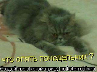 Котоматрица: что опять понедельник ?