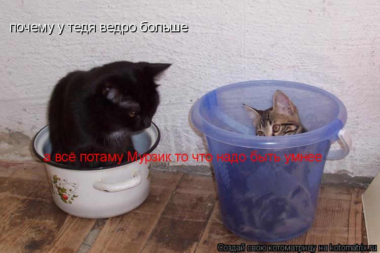Котоматрица: почему у тедя ведро больше  а всё потаму Мурзик то что надо быть умнее