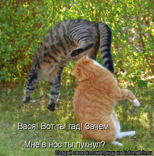 Котоматрица: Вася! Вот ты гад! Зачем Мне в нос ты пукнул?