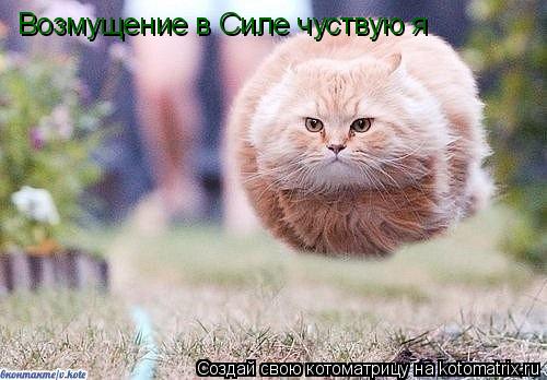 Котоматрица: Возмущение в Силе чуствую я