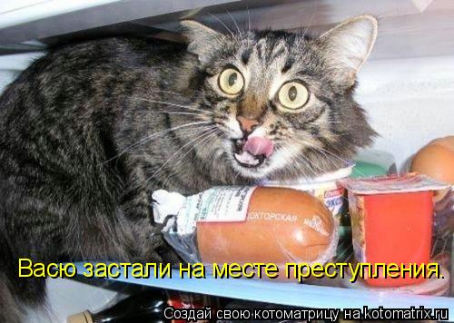 Котоматрица: Васю застали на месте преступления.