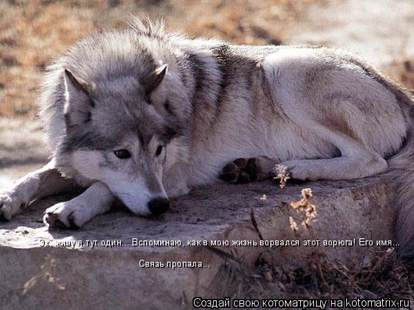Эх, живу я тут один... Вспоминаю, как в мою жизнь ворвался этот ворюга! Его имя... Связь пропала...... Котоматрица: Эх, живу я тут один... Вспоминаю, как в мою жизнь ворвался этот ворюга! Его имя... Связь пропала...