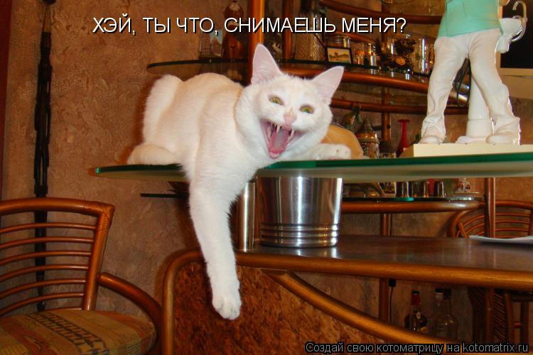 ХЭЙ, ТЫ ЧТО, СНИМАЕШЬ МЕНЯ?... Котоматрица: ХЭЙ, ТЫ ЧТО, СНИМАЕШЬ МЕНЯ?