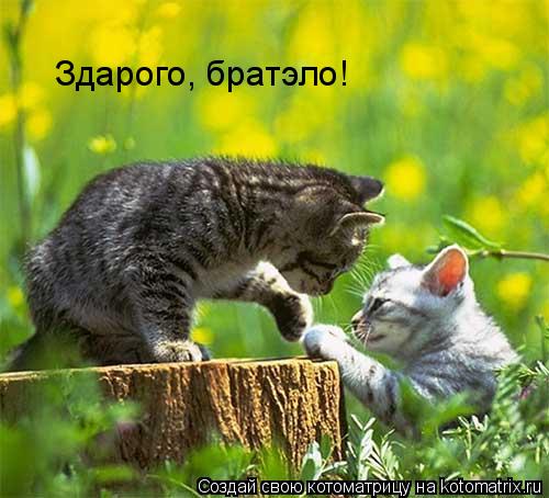 Здарого, братэло!... Котоматрица: Здарого, братэло!
