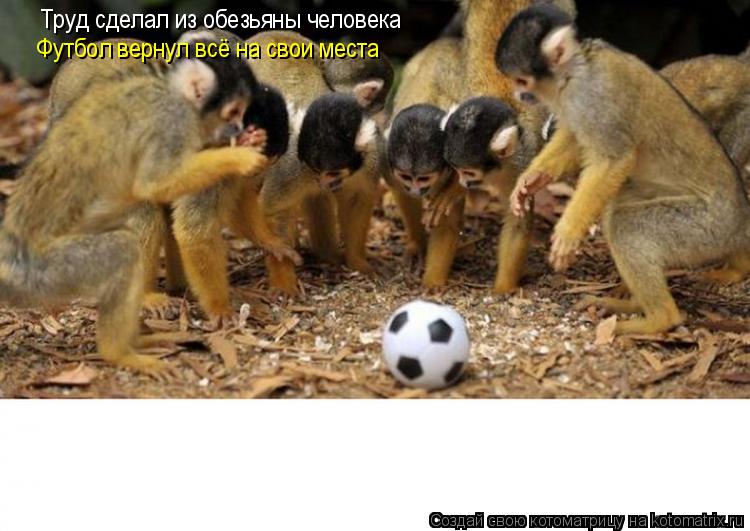 Труд сделал из обезьяны человека Футбол вернул всё на свои места... Котоматрица: Труд сделал из обезьяны человека Футбол вернул всё на свои места