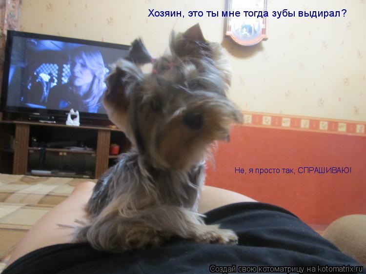 Хозяин, это ты мне тогда зубы выдирал? Не, я просто так, СПРАШИВАЮ!... Котоматрица: Хозяин, это ты мне тогда зубы выдирал? Не, я просто так, СПРАШИВАЮ!