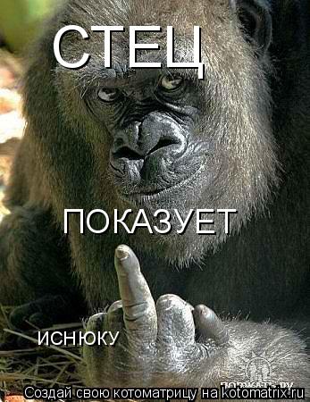 СТЕЦ ПОКАЗУЕТ ИСНЮКУ... Котоматрица: СТЕЦ ПОКАЗУЕТ ИСНЮКУ