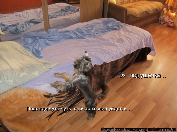 Эх, подушечка... Подожди чуть-чуть, сейчас хозяин уйдет, и...... Котоматрица: Эх, подушечка... Подожди чуть-чуть, сейчас хозяин уйдет, и...