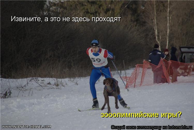 Извините, а это не здесь проходят зооолимпийские зимние игры? Извините, а это не здесь проходят зооол... Котоматрица: Извините, а это не здесь проходят зооолимпийские зимние игры? Извините, а это не здесь проходят зооолимпийские игры?