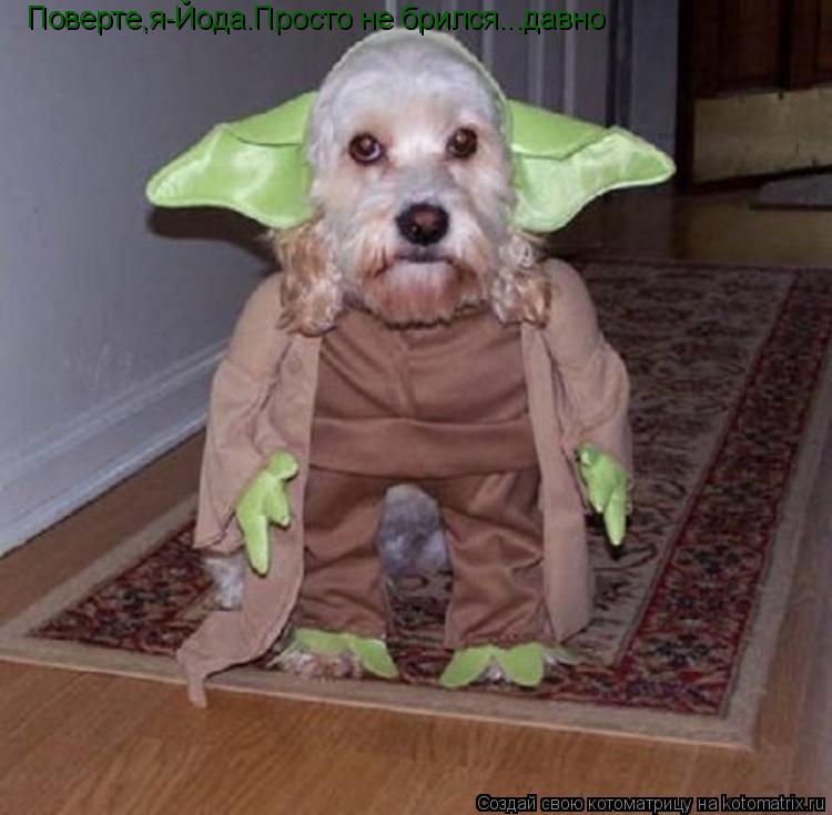 Котоматрица: Поверте,я-Йода.Просто не брился...давно
