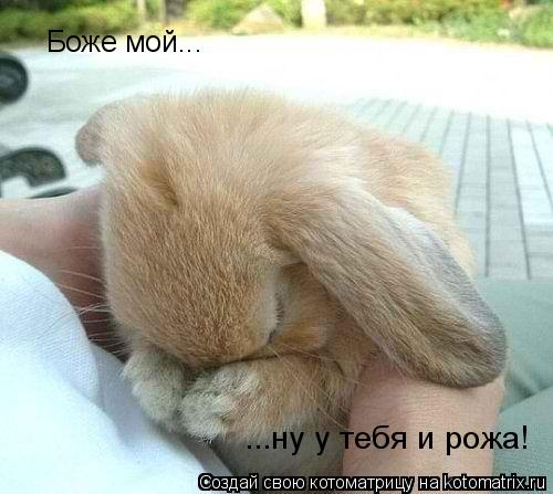 Котоматрица: Боже мой... ...ну у тебя и рожа!