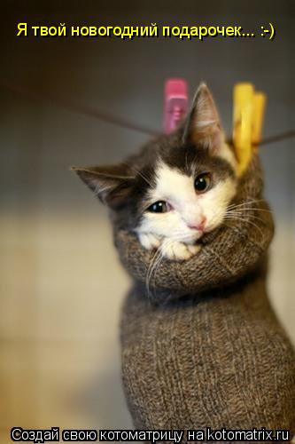 Котоматрица: Я твой новогодний подарочек... :-)