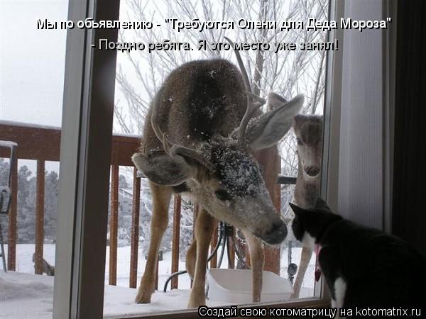 Котоматрица: Мы по обьявлению - "Требуются Олени для Деда Мороза" - Поздно ребята. Я это место уже занял!