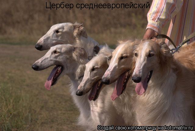 Котоматрица: Цербер среднеевропейский