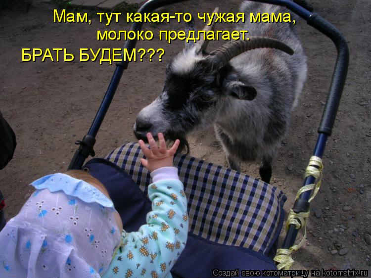 Котоматрица: Мам, тут какая-то чужая мама, молоко предлагает. БРАТЬ БУДЕМ???