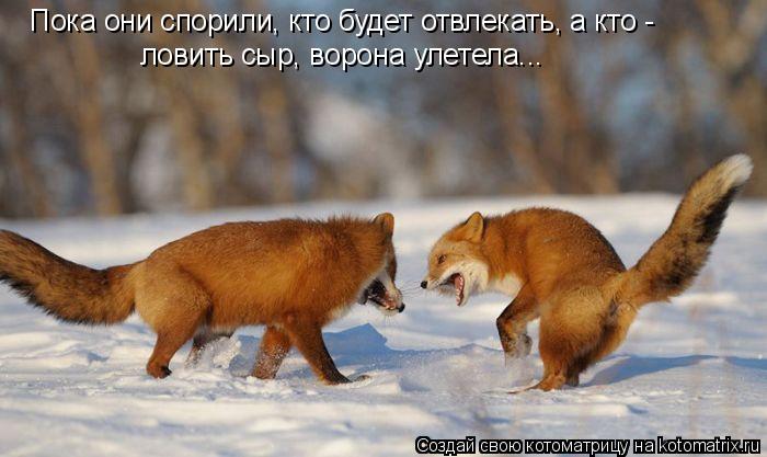Котоматрица: Пока они спорили, кто будет отвлекать, а кто -  ловить сыр, ворона улетела...