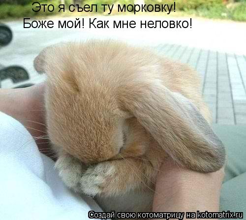 Котоматрица: Это я съел ту морковку! Боже мой! Как мне неловко!