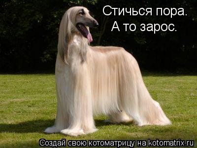 Котоматрица: Стичься пора. А то зарос.