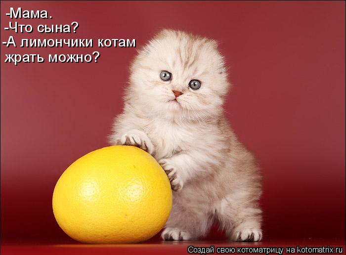 Котоматрица: -Мама. -Что сына? -А лимончики котам жрать можно?