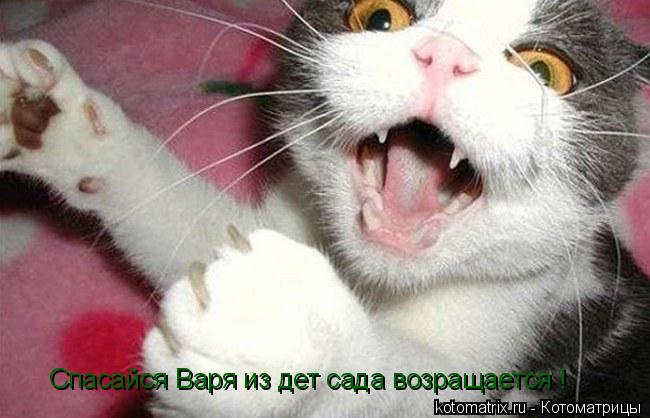 Котоматрица: Спасайся Варя из дет сада возращается !
