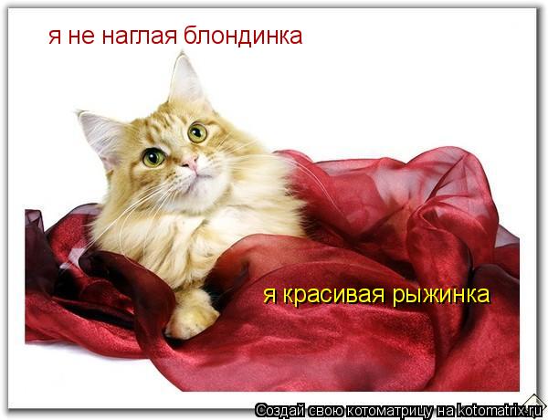 Котоматрица: я не наглая блондинка  я красивая рыжинка