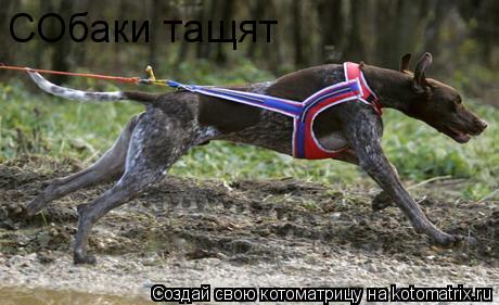 Котоматрица: СОбаки тащят