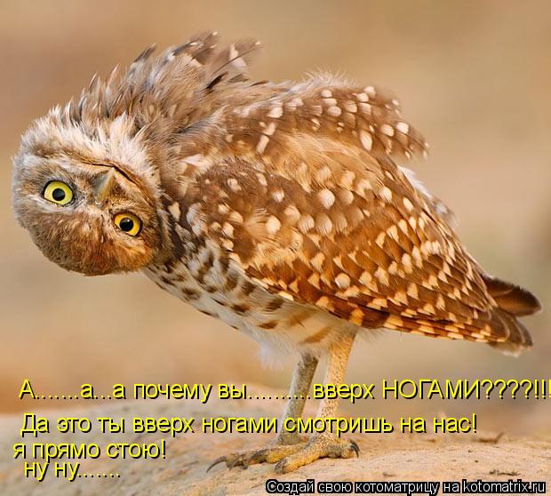 Котоматрица: А.......а...а почему вы..........вверх НОГАМИ????!!!!! Да это ты вверх ногами смотришь на нас! я прямо стою! ну ну.......