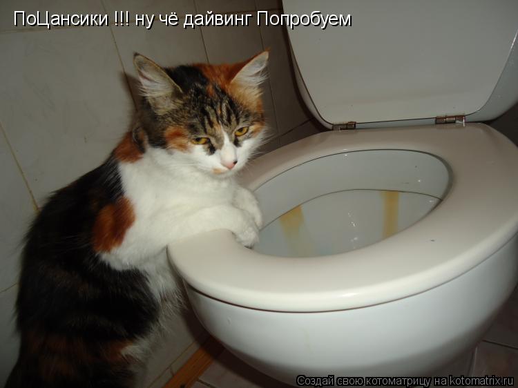 Котоматрица: ПоЦансики !!! ну чё дайвинг Попробуем