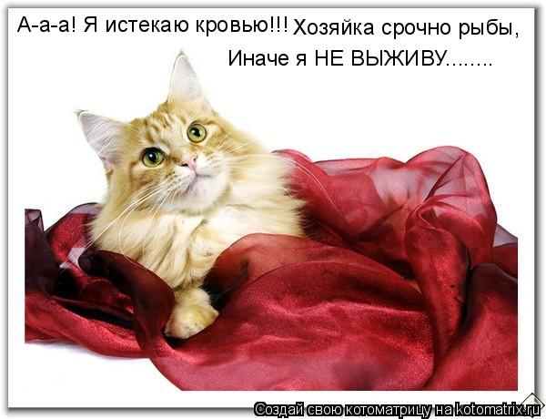 Котоматрица: А-а-а! Я истекаю кровью!!! Хозяйка срочно рыбы, Иначе я НЕ ВЫЖИВУ........