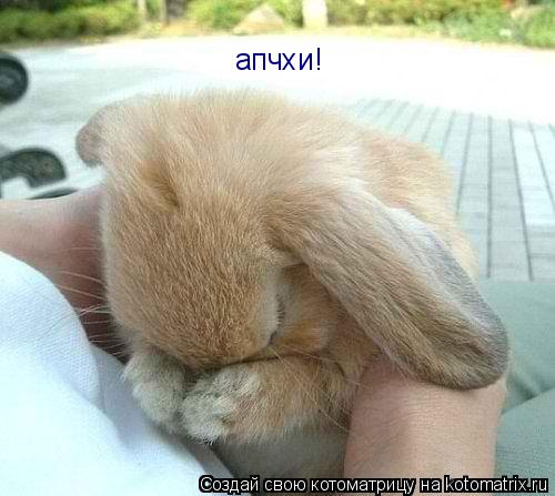 Котоматрица: апчхи!